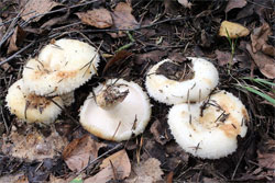 Груздь водянистозоновый (Lactarius aquizonatus)