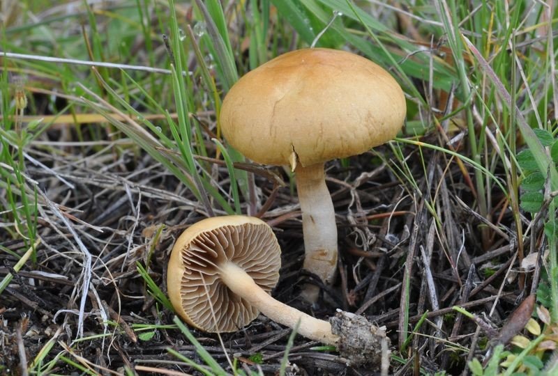 Агроцибе стоповидный (Agrocybe semiorbicularis)