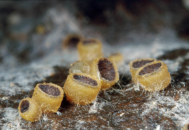 Аскоболус навозный (Ascobolus stercorarius)