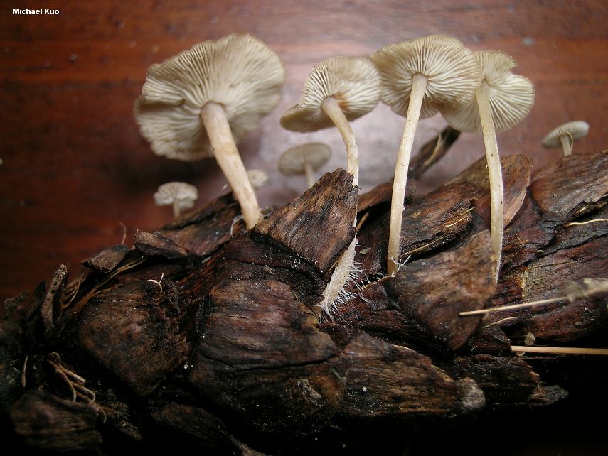 Беоспора мышехвостая - Baeospora myosura