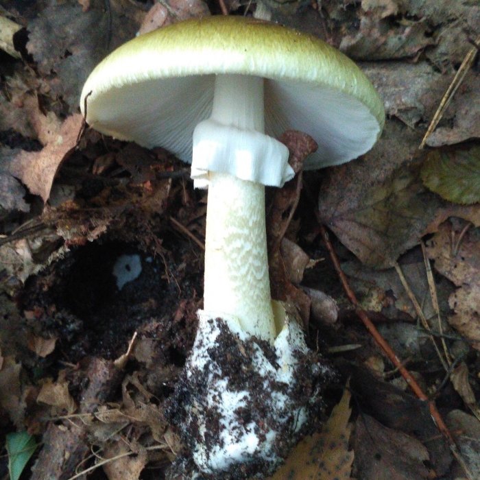 Бледная поганка - Amanita phalloides