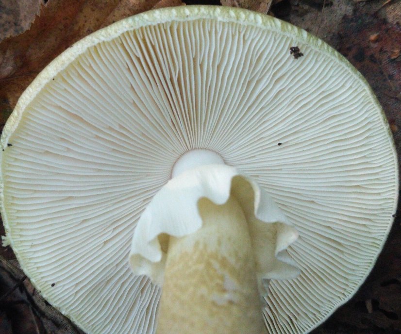 Бледная поганка - Amanita phalloides