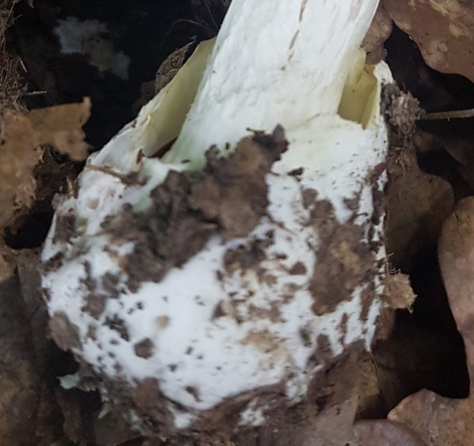 Бледная поганка - Amanita phalloides