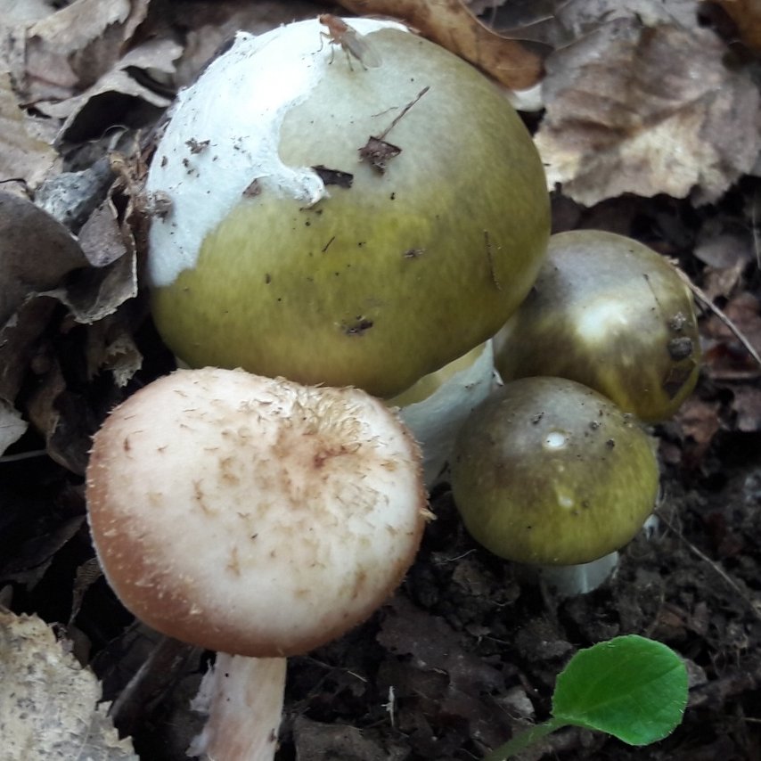 Бледная поганка - Amanita phalloides