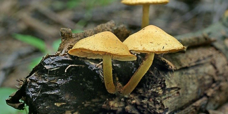 Чешуйчатка бугорчатая, гриб с бугорчатой шляпкой и желтыми пластинками.