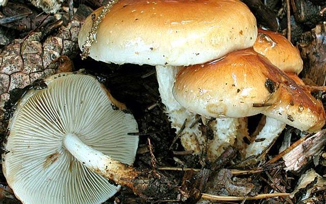 Чешуйчатка слизистая, группа грибов в траве с характерными шляпками