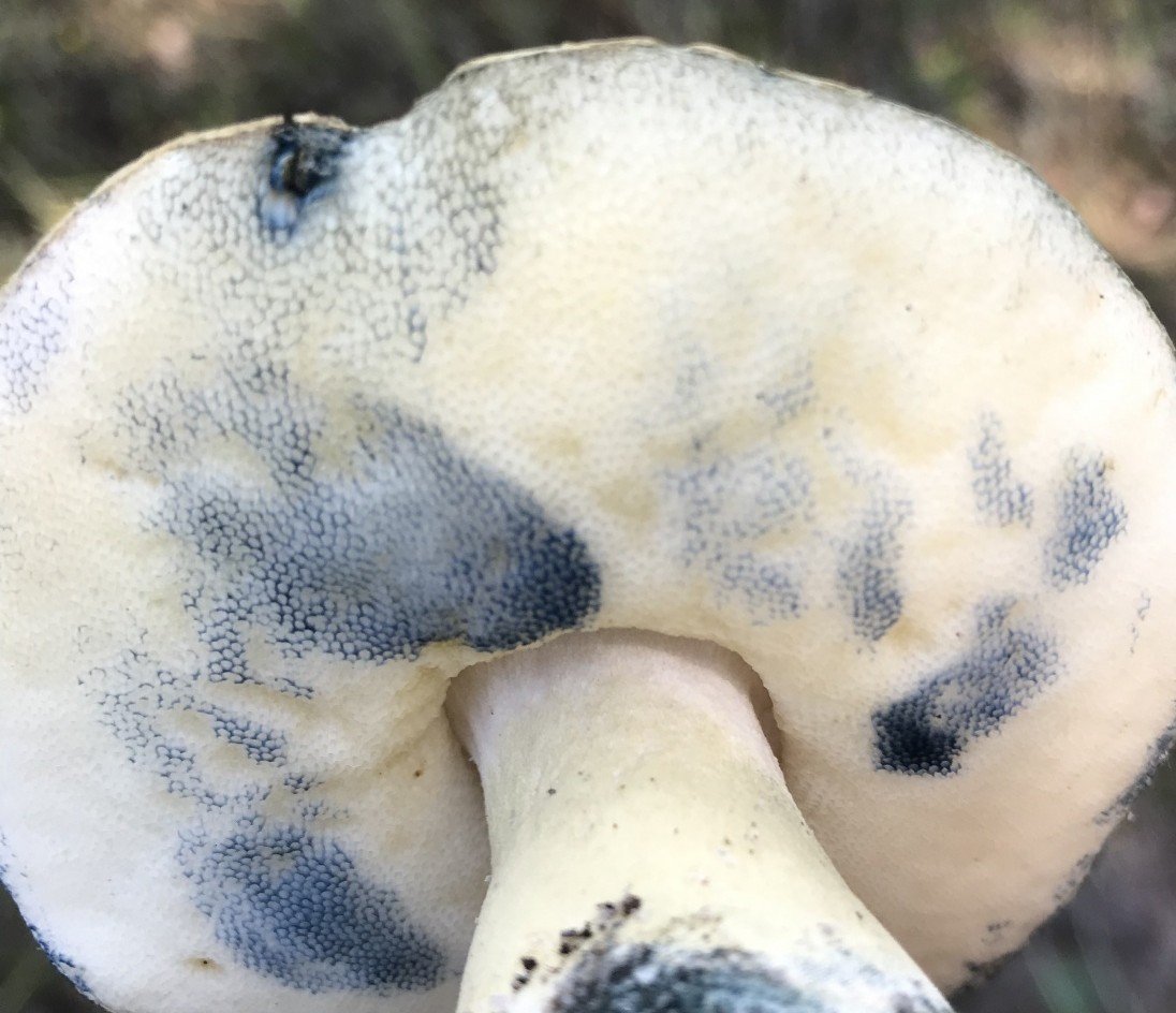 Гиропорус синеющий - Gyroporus cyanescens