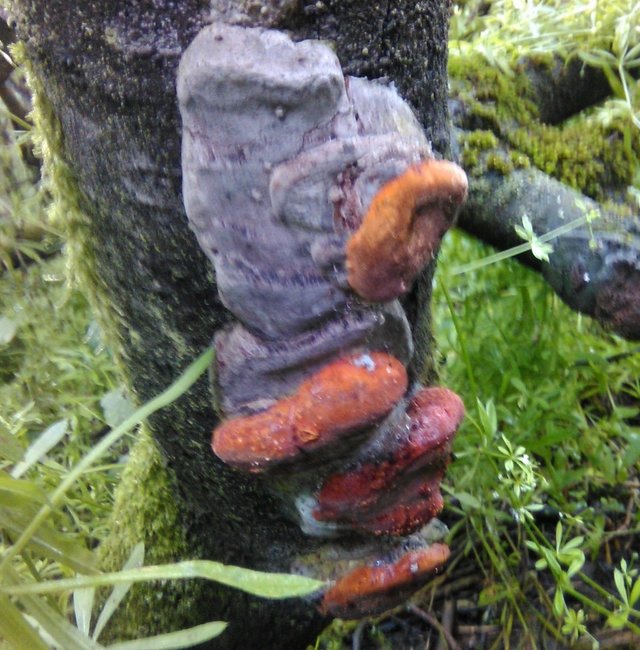 Феллинус бугорчатый (Phellinus tuberculosus)