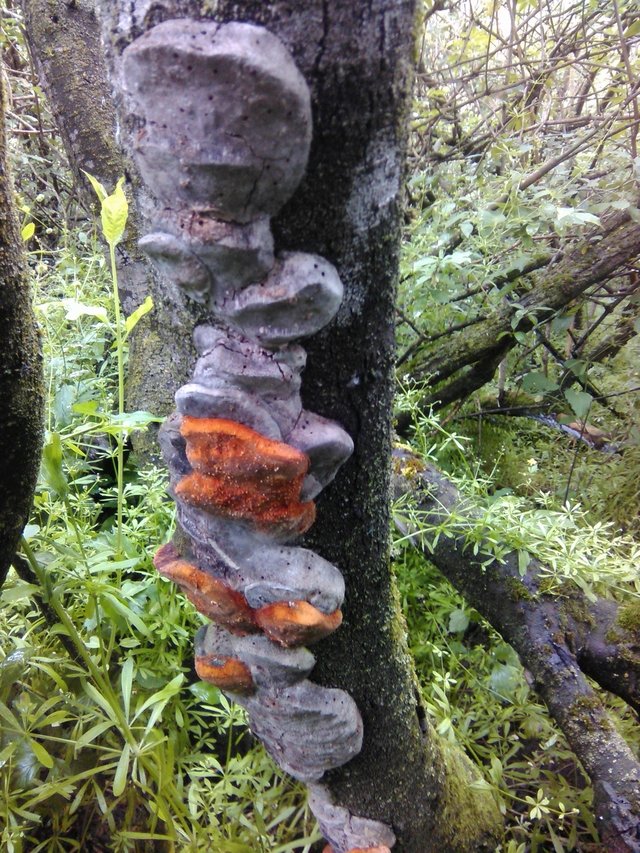 Феллинус бугорчатый (Phellinus tuberculosus)