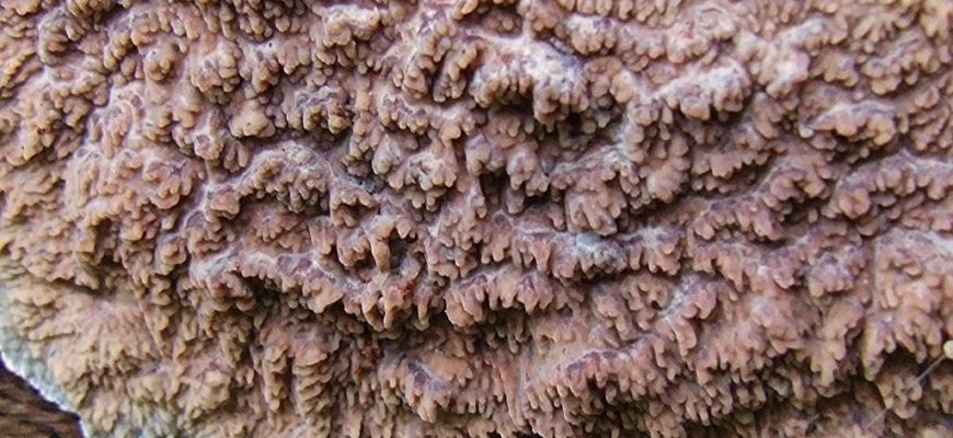 Фотография ярко-красной флебии, общий вид и микроскопические споры гриба