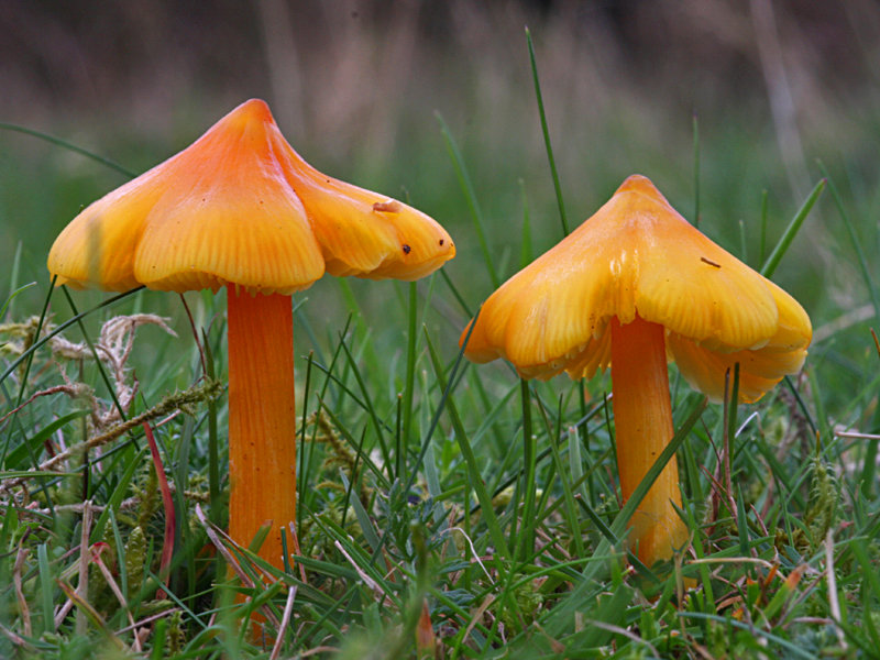 Гигроцибе остроконическая (Hygrocybe acutoconica)