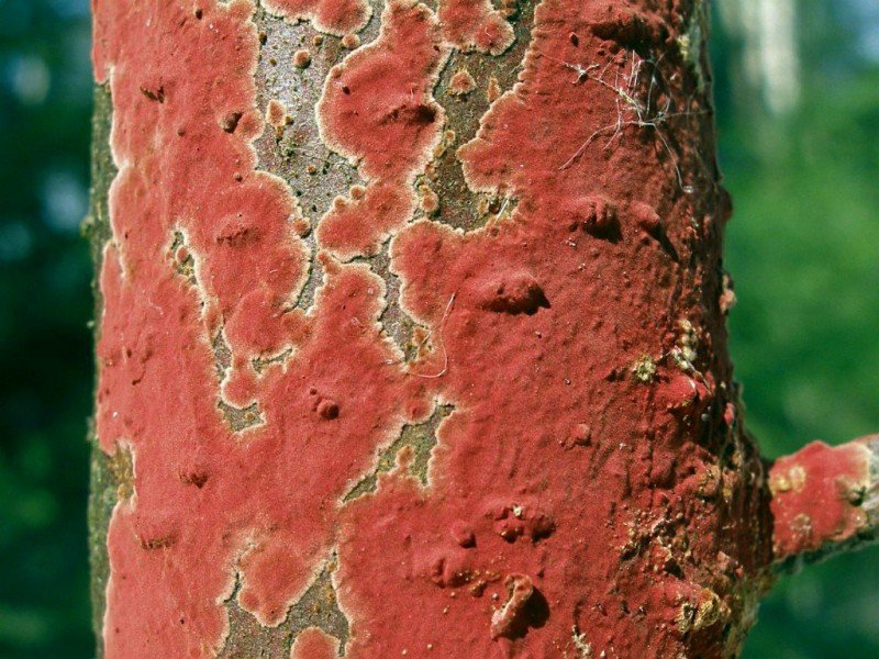 Гименохете пурпурная (Hymenochaete cruenta)
