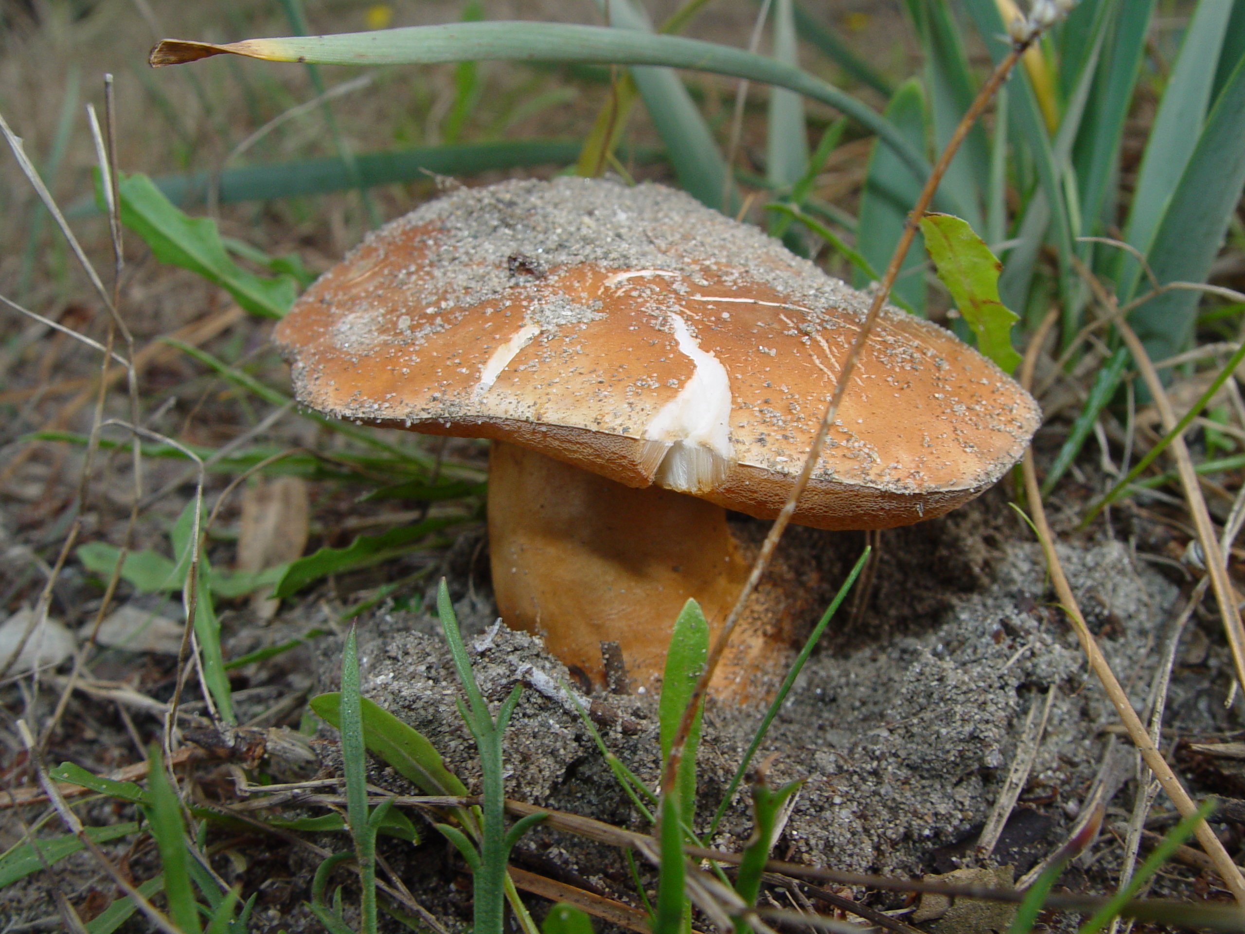Гиропорус песчаный (Gyroporus Ammophilus)