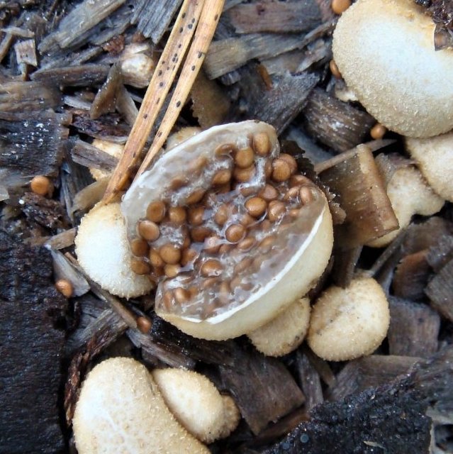 Гнездовка бесформенная (Nidularia deformis)