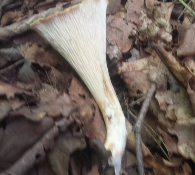 Гомфус чешуйчатый (Turbinellus floccosus)