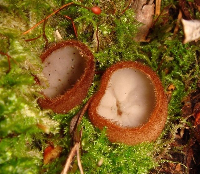 Гумария полушаровидная (Humaria hemisphaerica)