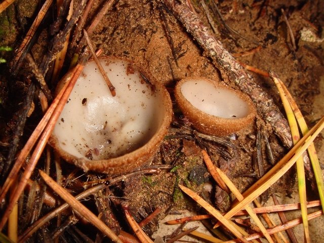 Гумария полушаровидная (Humaria hemisphaerica)