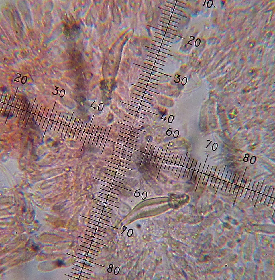 Хоенбюелия серая - Hohenbuehelia grisea - под микроскопом