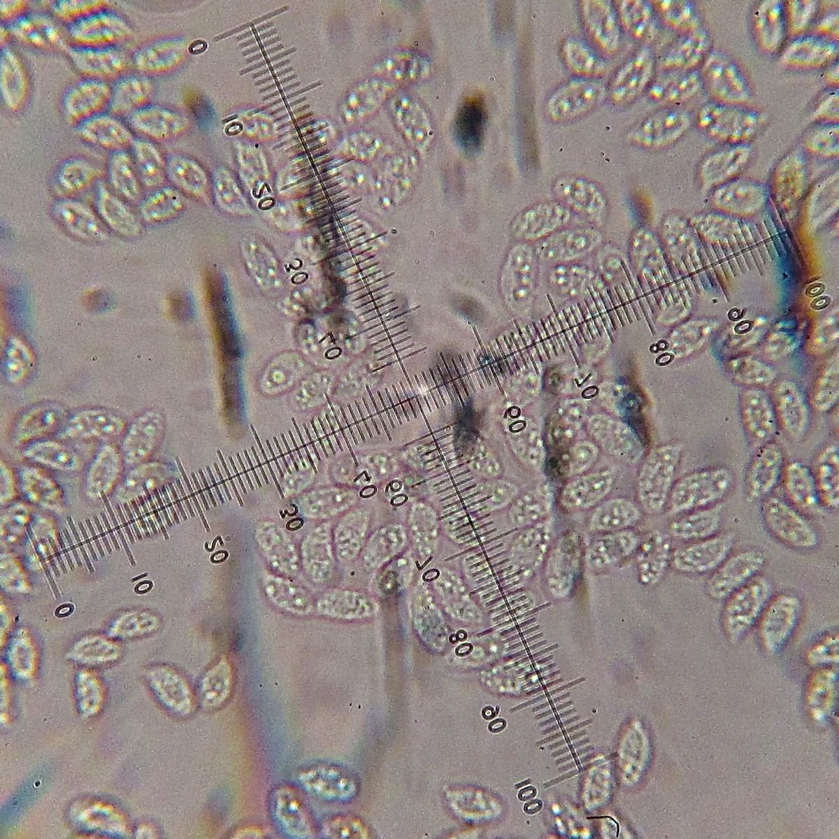 Хромозера синепластинковая - Chromosera cyanophylla