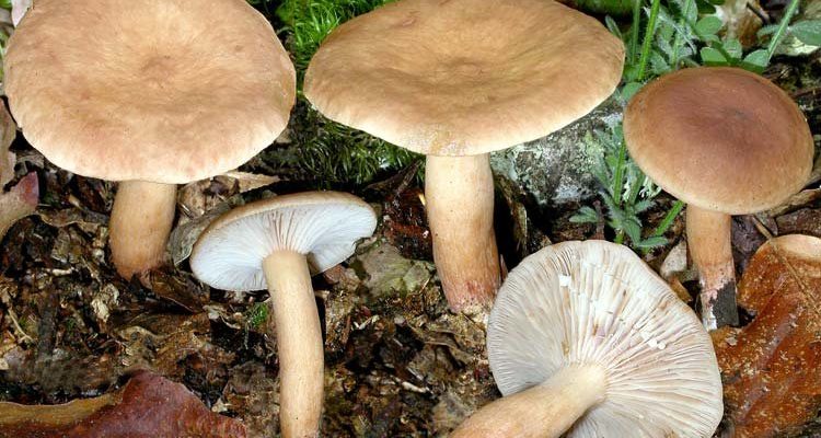 Краснушка в траве, вид со сплошной шляпкой и тонкими пластинками.