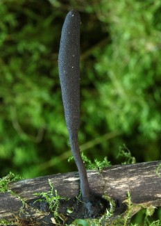 Ксилярия длинноногая (Xylaria longipes)