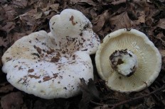 (Lactarius vellereus)