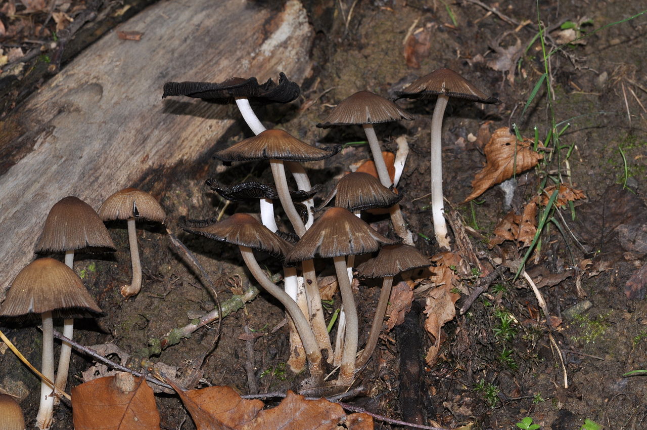 Coprinellus silvaticus - Навозник лесной