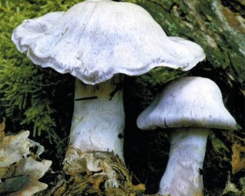 Паутинник бело-фиолетовый, общий вид в траве.