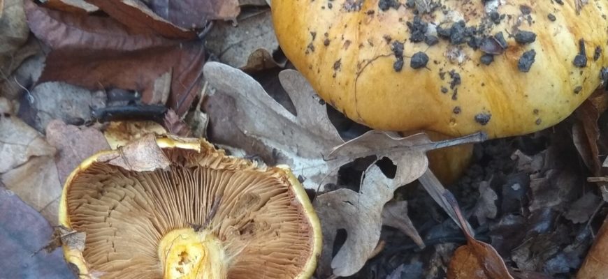 Паутинник щелочелюбивый, фото общего вида гриба в траве
