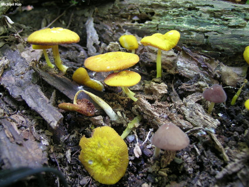 Плютей золотистожилковый - Pluteus chrysophlebius