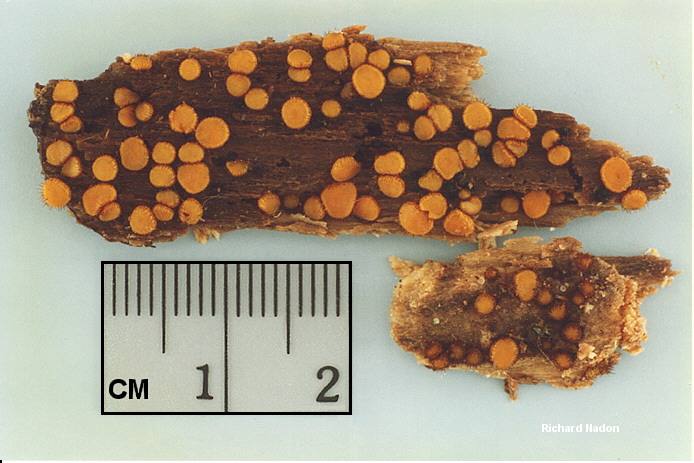 scutellinia erinaceus