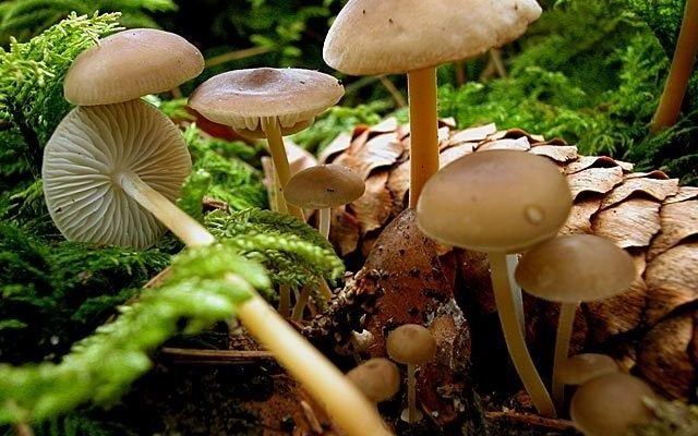 Стробилurus седобный, редкий гриб в траве, шляпка и пластинки