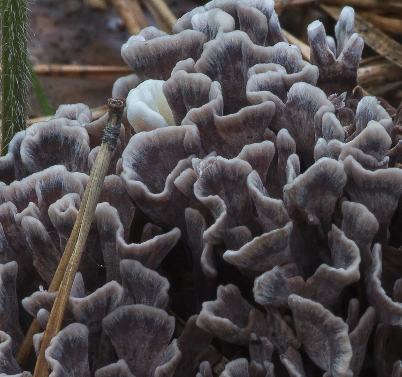 Телефора пальчатая - Thelephora palmata