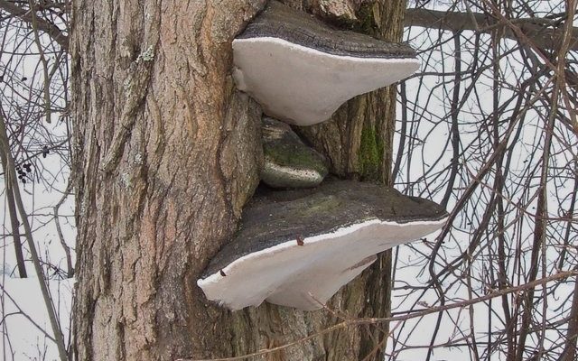 Фотография ложного обожженного трютовика в естественной среде обитания