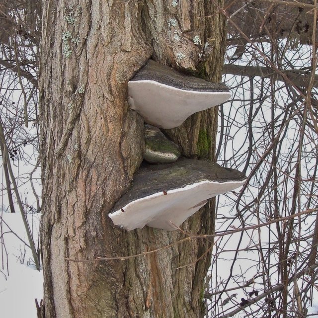 Трутовик ложный обожжённыйт - Phellinus igniarius