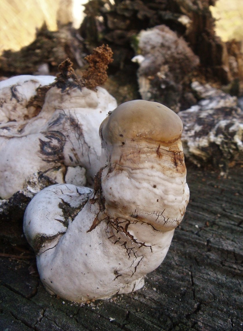 Phellinus nigricans - Трутовик ложный