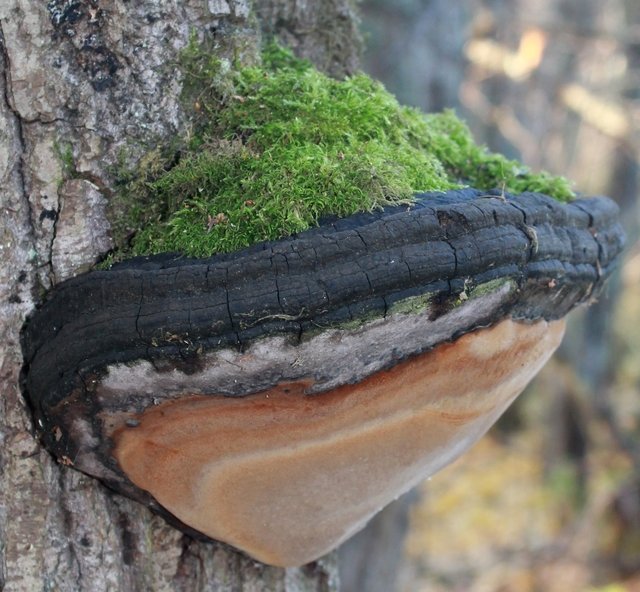 Трутовик ложный - Phellinus igniarius