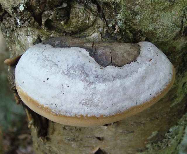 Трутовик ложный - Phellinus igniarius