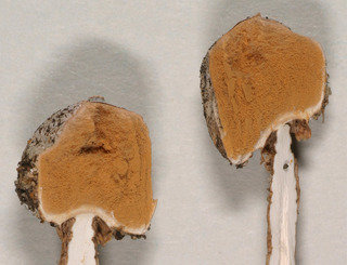 <h2>Сходные виды и отличия от них</h2><p>» width=»299″ height=»229″>Встретить тустолому зимнюю (Tulostoma brumale) чаще всего можно в осенний период и ранней весной. активное плодоношение её приходится на время с октября по май. Предпочитает произрастать на известняковых грунтах. Образование плодовых тел происходит с августа по сентябрь, гриб принадлежит к категории гумусовых сапортрофов. Растёт преимущественно в степях и лиственных лесах, на гумусах и песчаных почвах. Встретить плодовые тела зимних тустолом можно редко, преимущественно группами.</p><p>Гриб описываемого вида широко распространён на территории Азии, Западной Европы, Африки, Австралии, Северной Америки. Встречается тустолома зимняя и в России, точнее – в европейской её части (Сибирь, Северный Кавказ), а также в некоторых районах Воронежской области (Новохоперский, Верхнехавский, Кантемировский).</p><p><img loading=