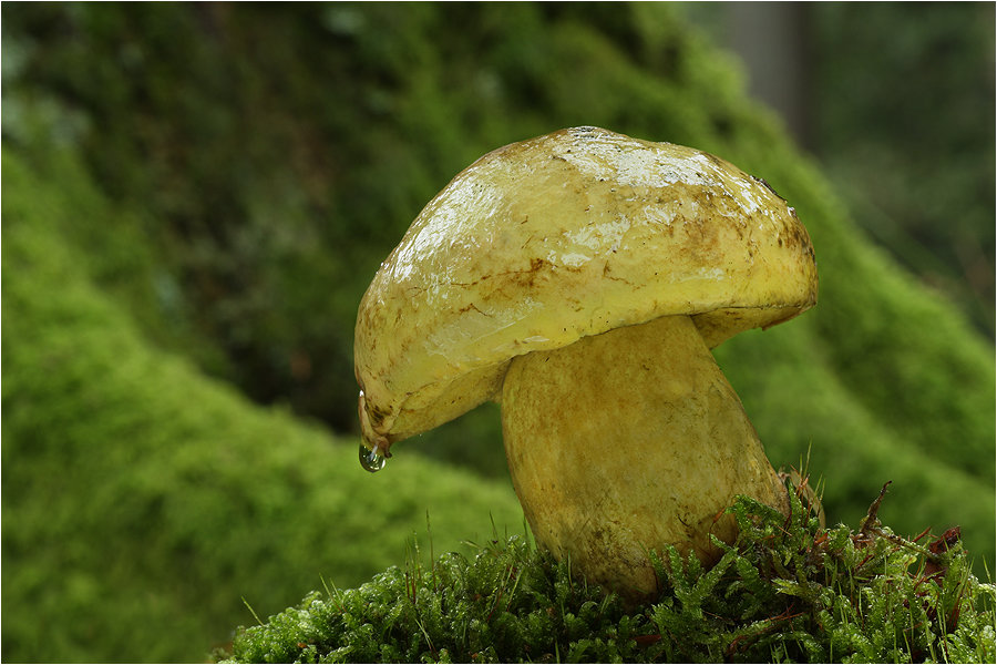 Boletus junquilleus Boletus junquilleus