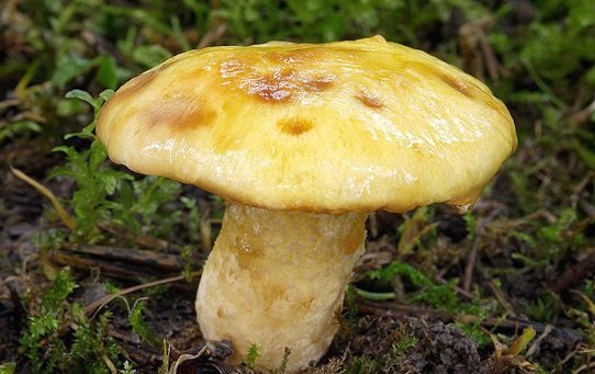 Маслёнок сибирский Маслёнок сибирский
